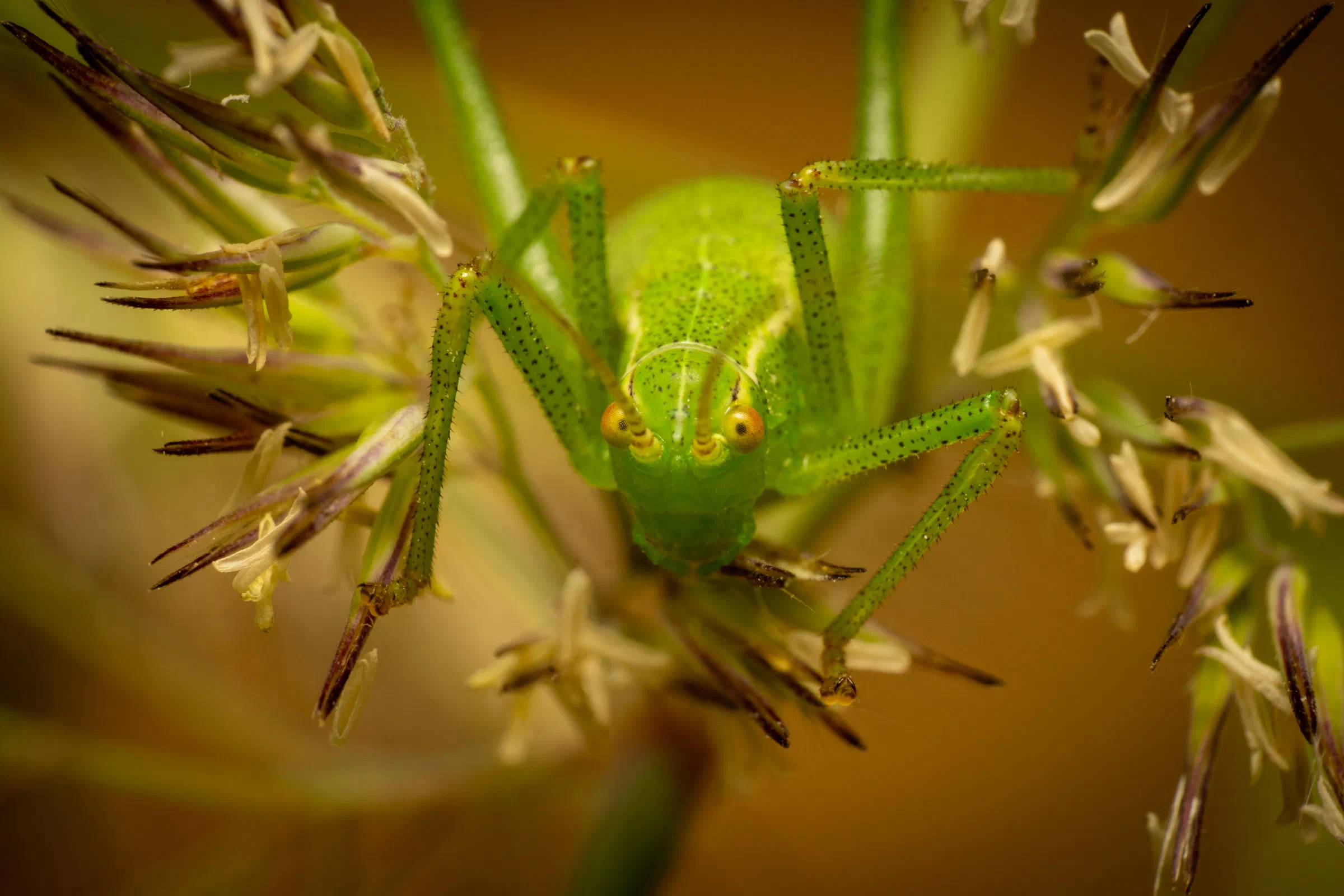 Barbitistes serricauda