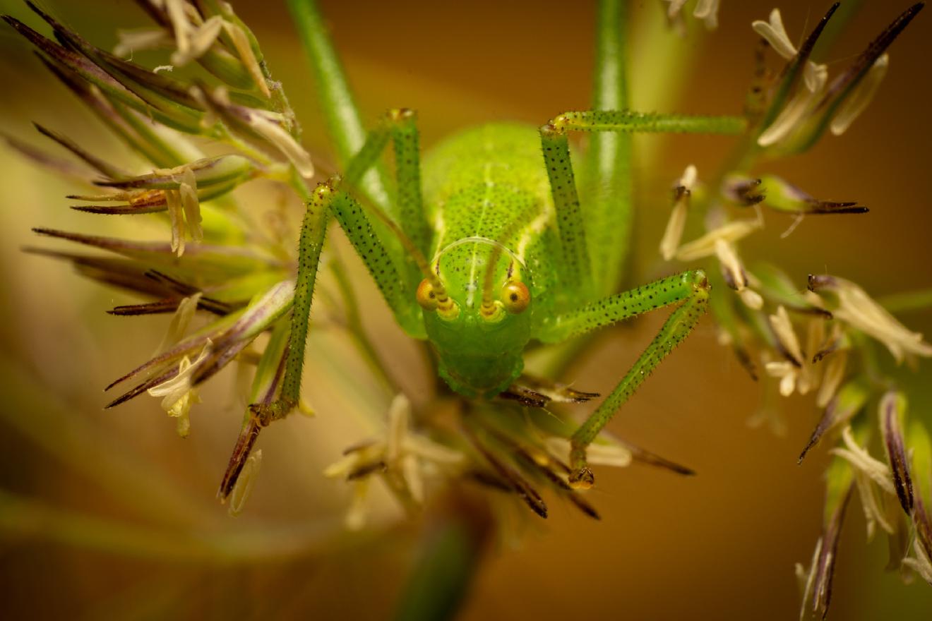 Common Saw Bush-cricket