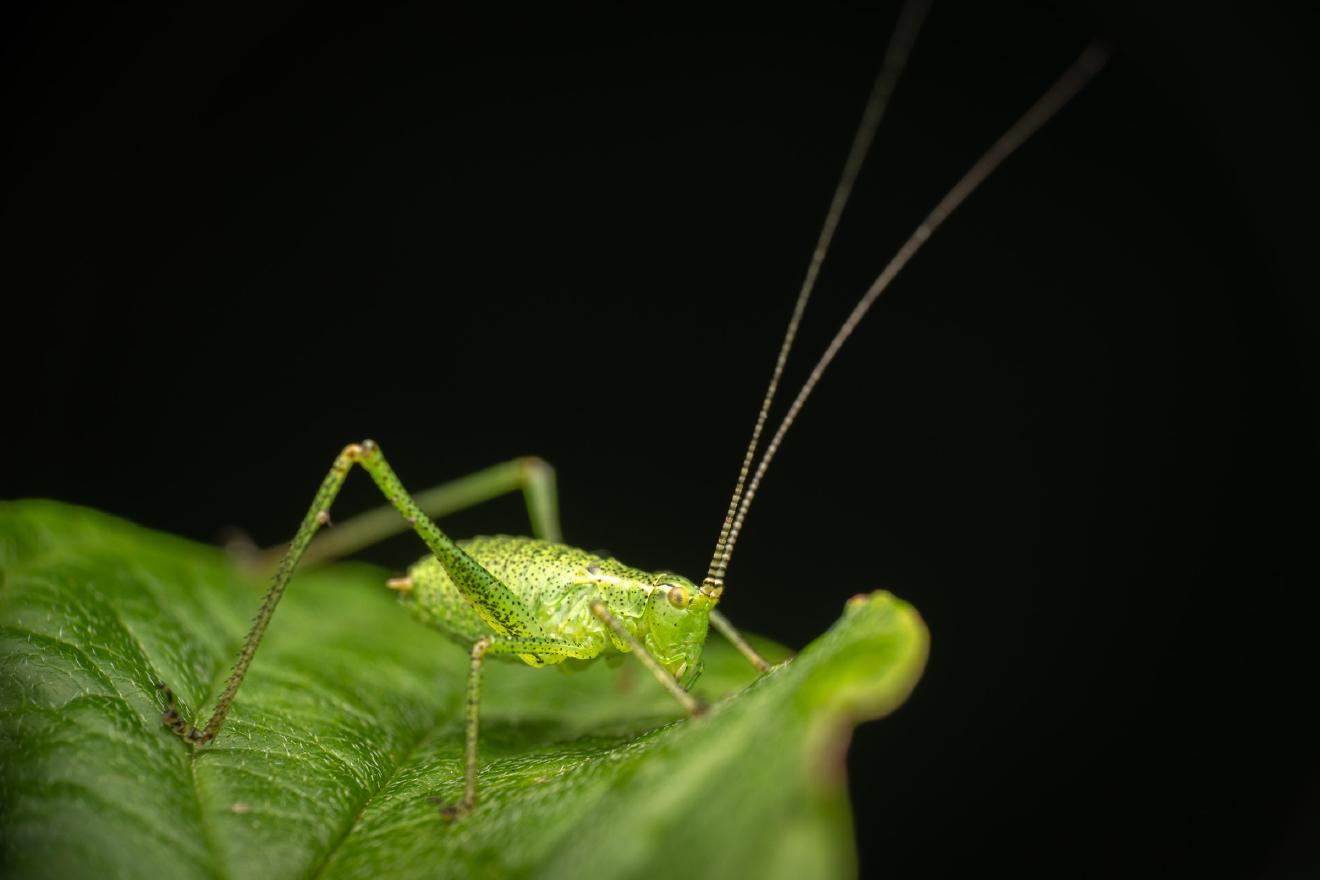Speckled Bush-cricket – No. 1