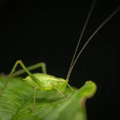 Saltamontes Verde punteado