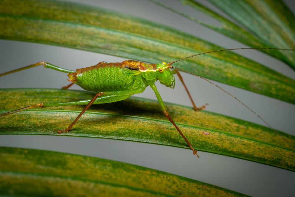 April 5, 2024 – Issue No. 231
– Issue No. 231: “Speckled Bush-cricket“ Speckled Bush-cricket