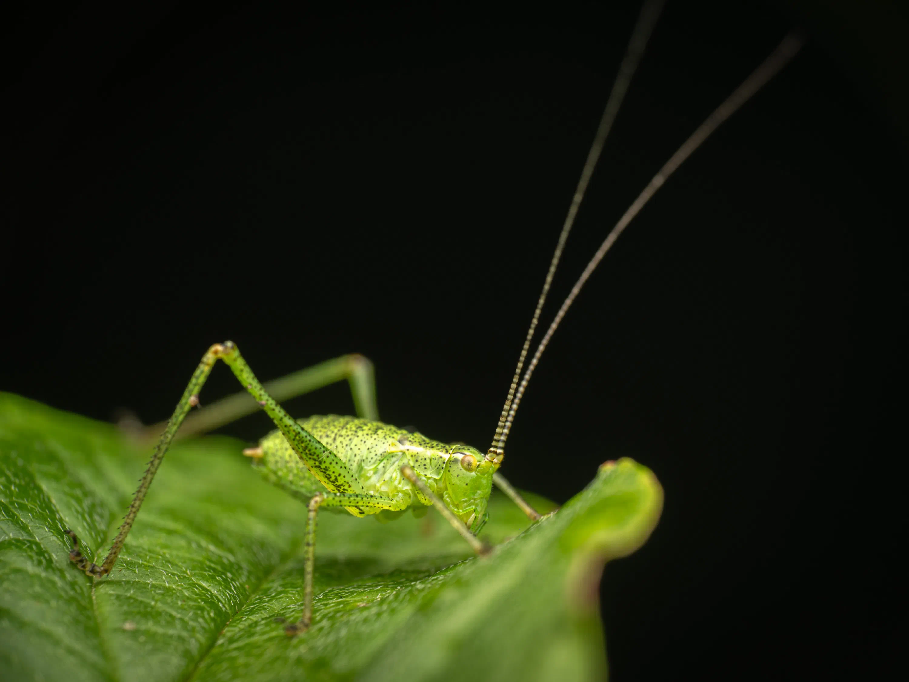 Saltamontes Verde punteado