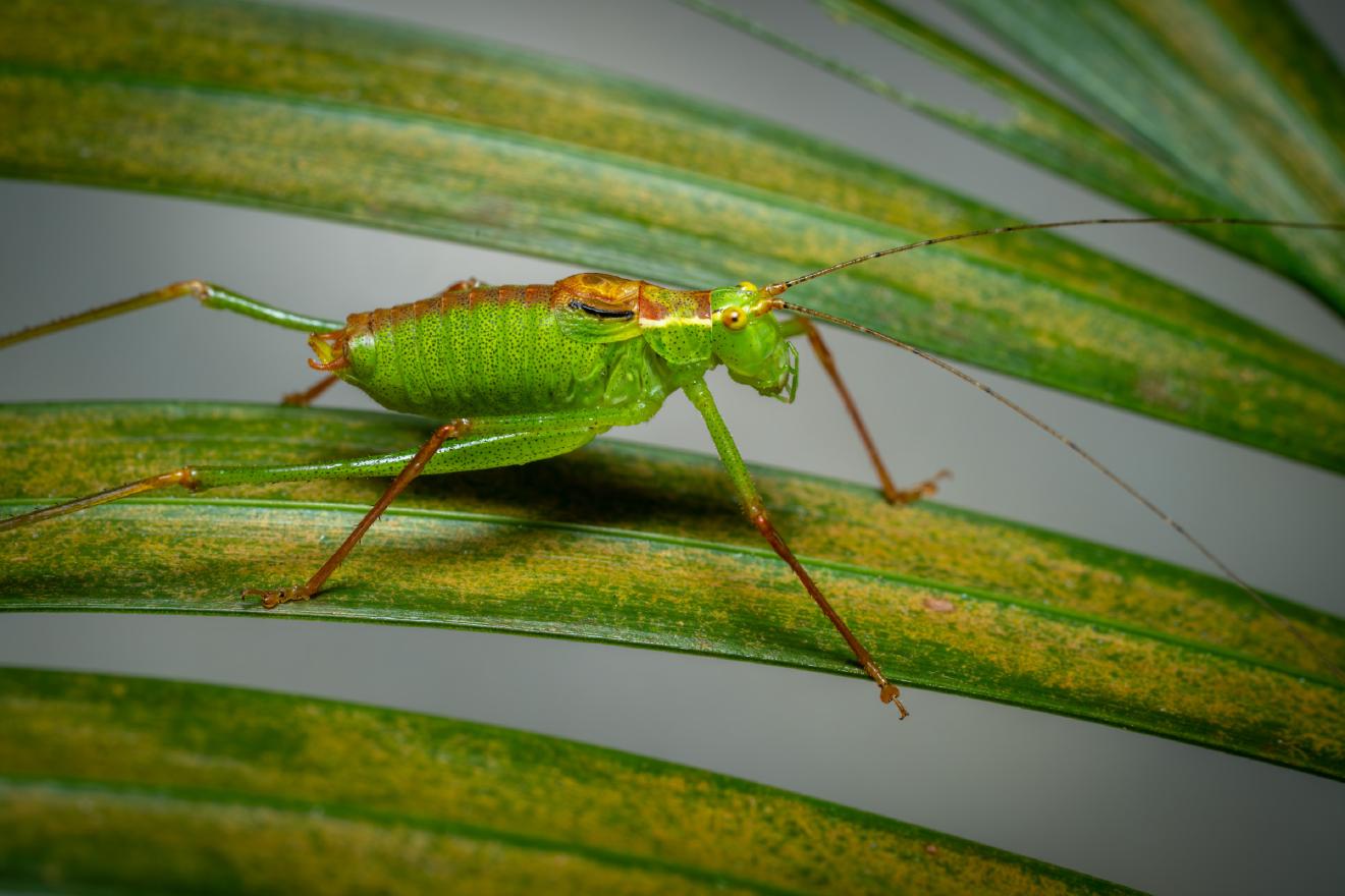 Speckled Bush-cricket – No. 1