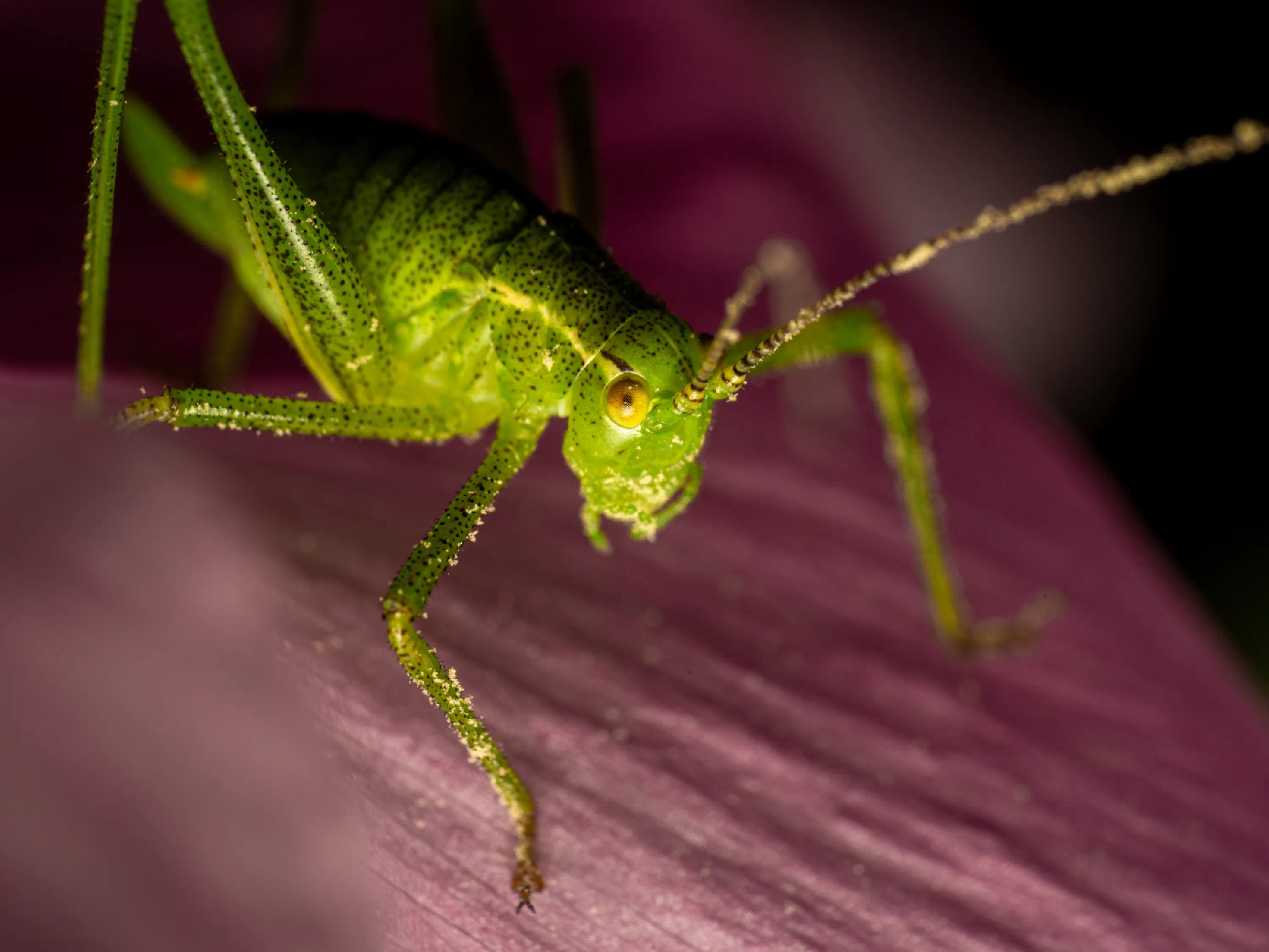 Saltamontes Verde punteado