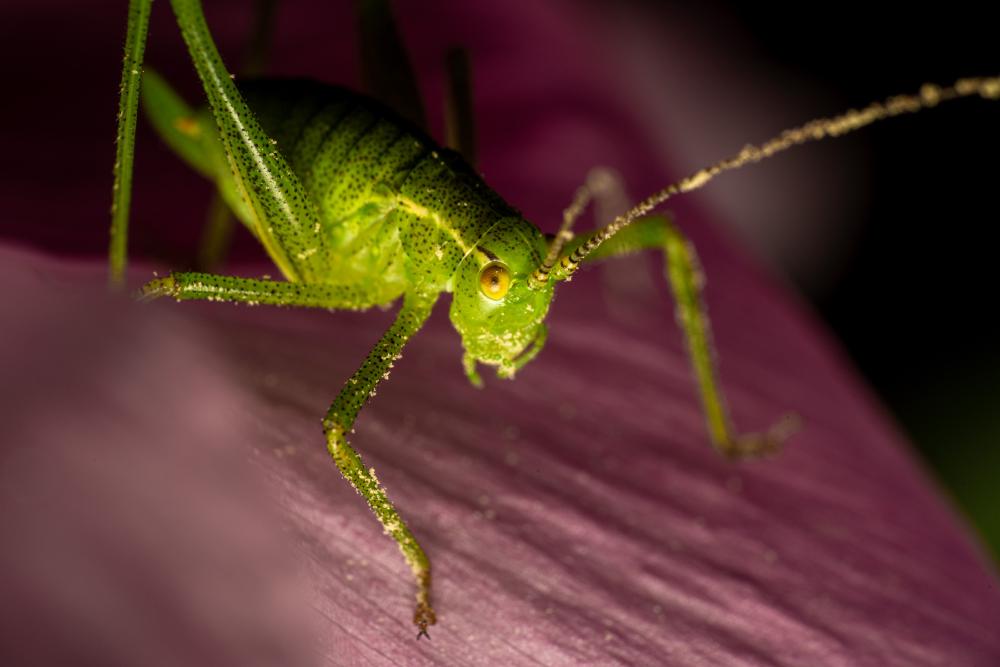 December 24, 2023 – Issue No. 128
– Issue No. 128: “Speckled Bush-cricket“ Speckled Bush-cricket