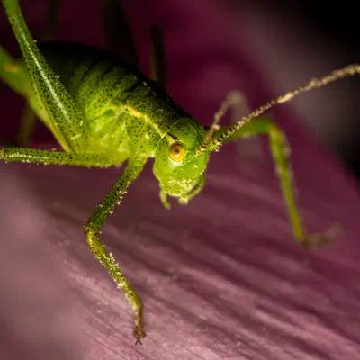 Speckled Bush-cricket