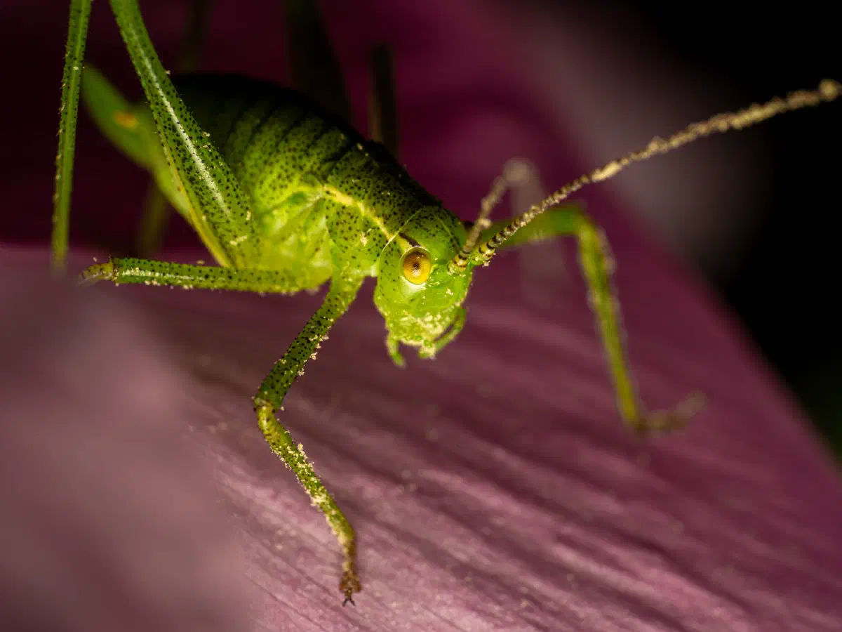 Speckled Bush-cricket