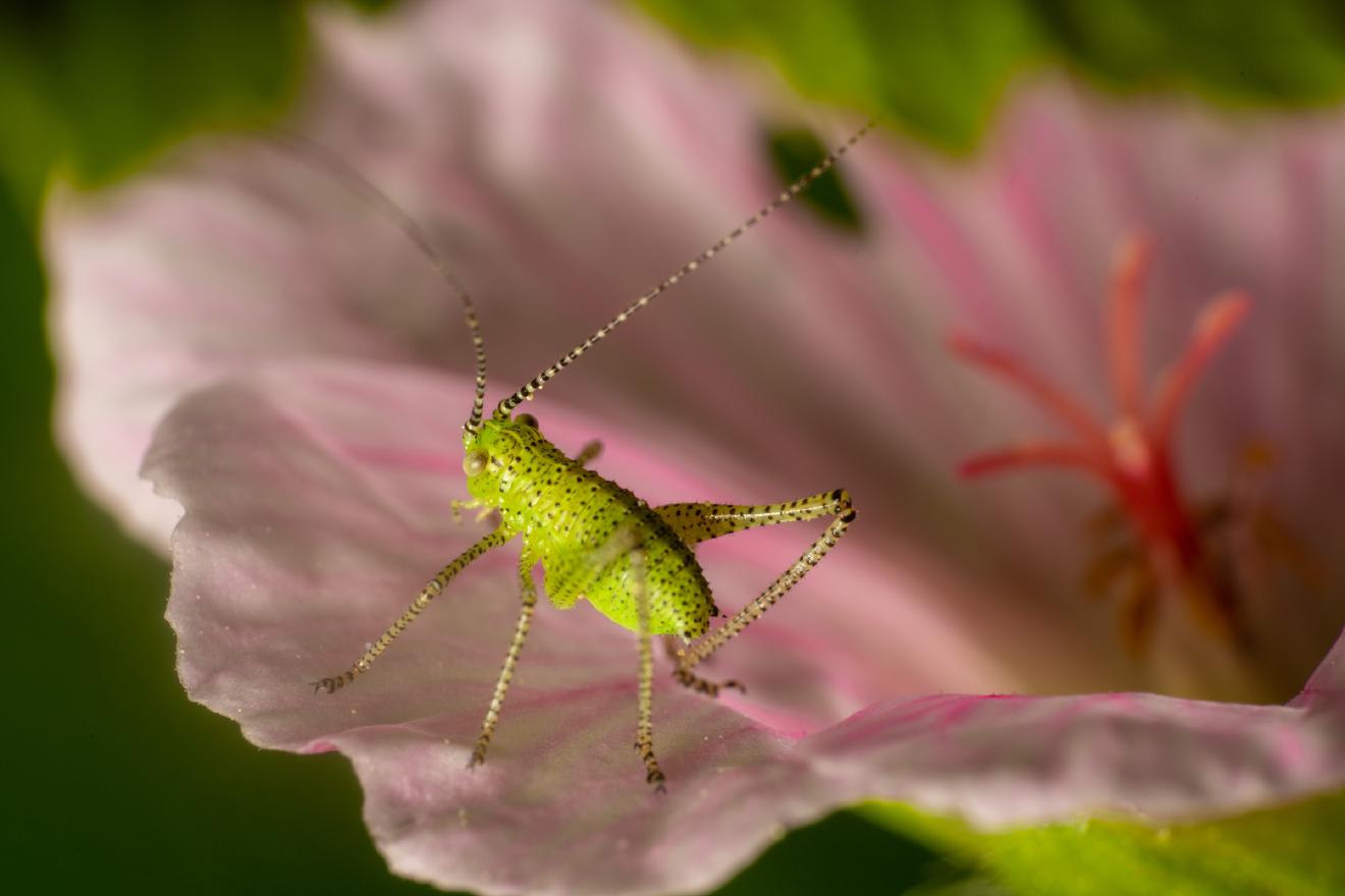 Speckled Bush-cricket – No. 3