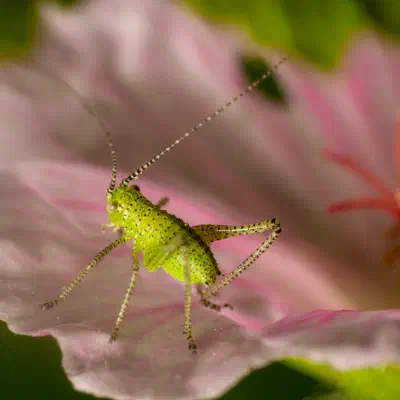 Speckled Bush-cricket