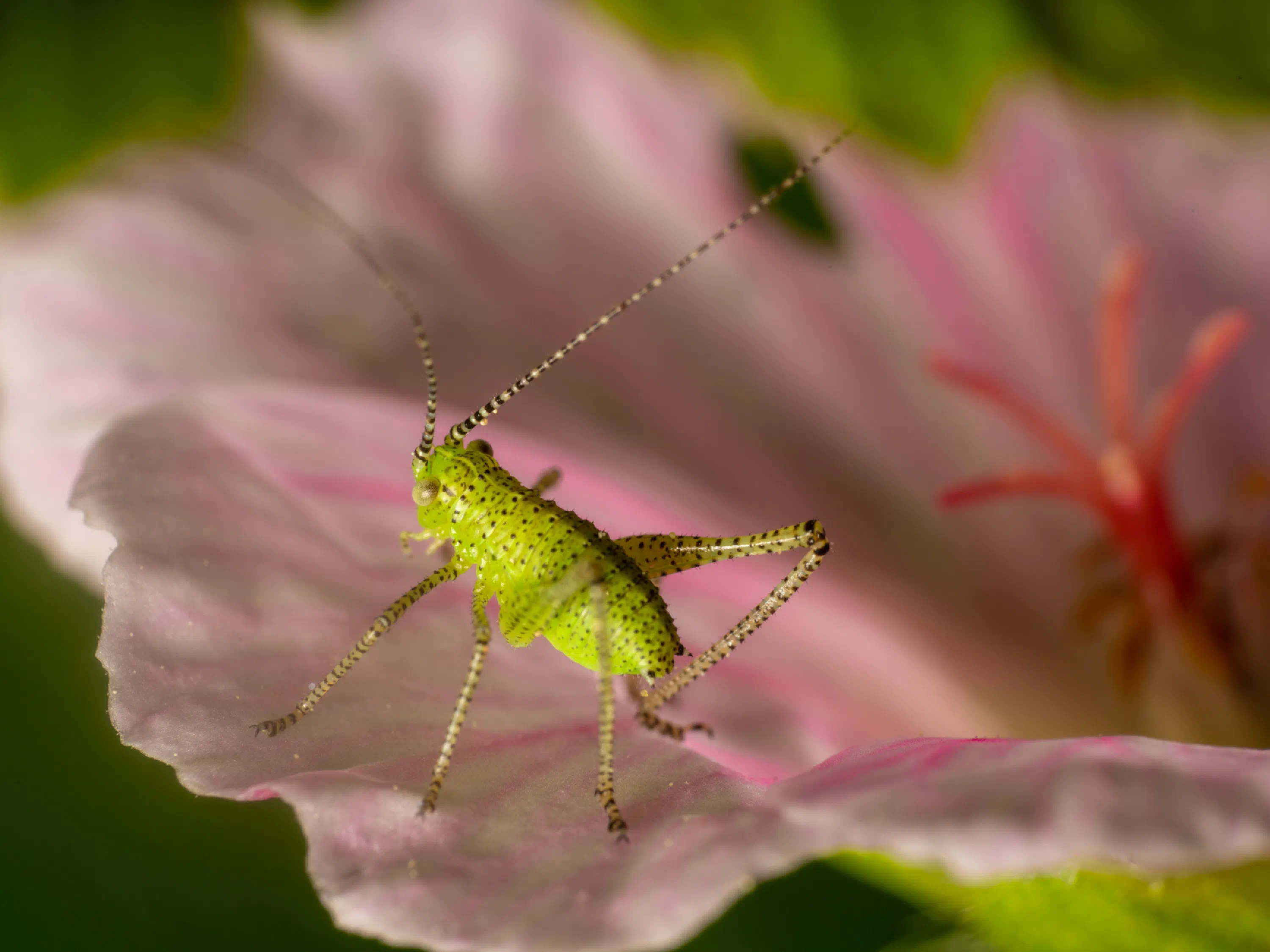 Saltamontes Verde punteado