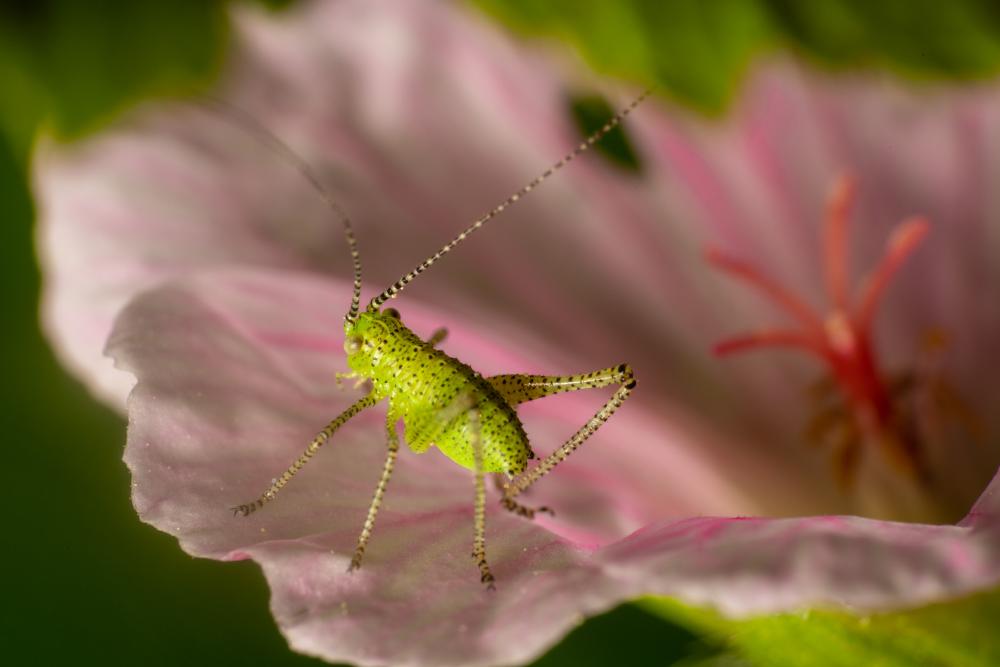 December 4, 2023 – Issue No. 108
– Issue No. 108: “Speckled Bush-cricket“ Speckled Bush-cricket