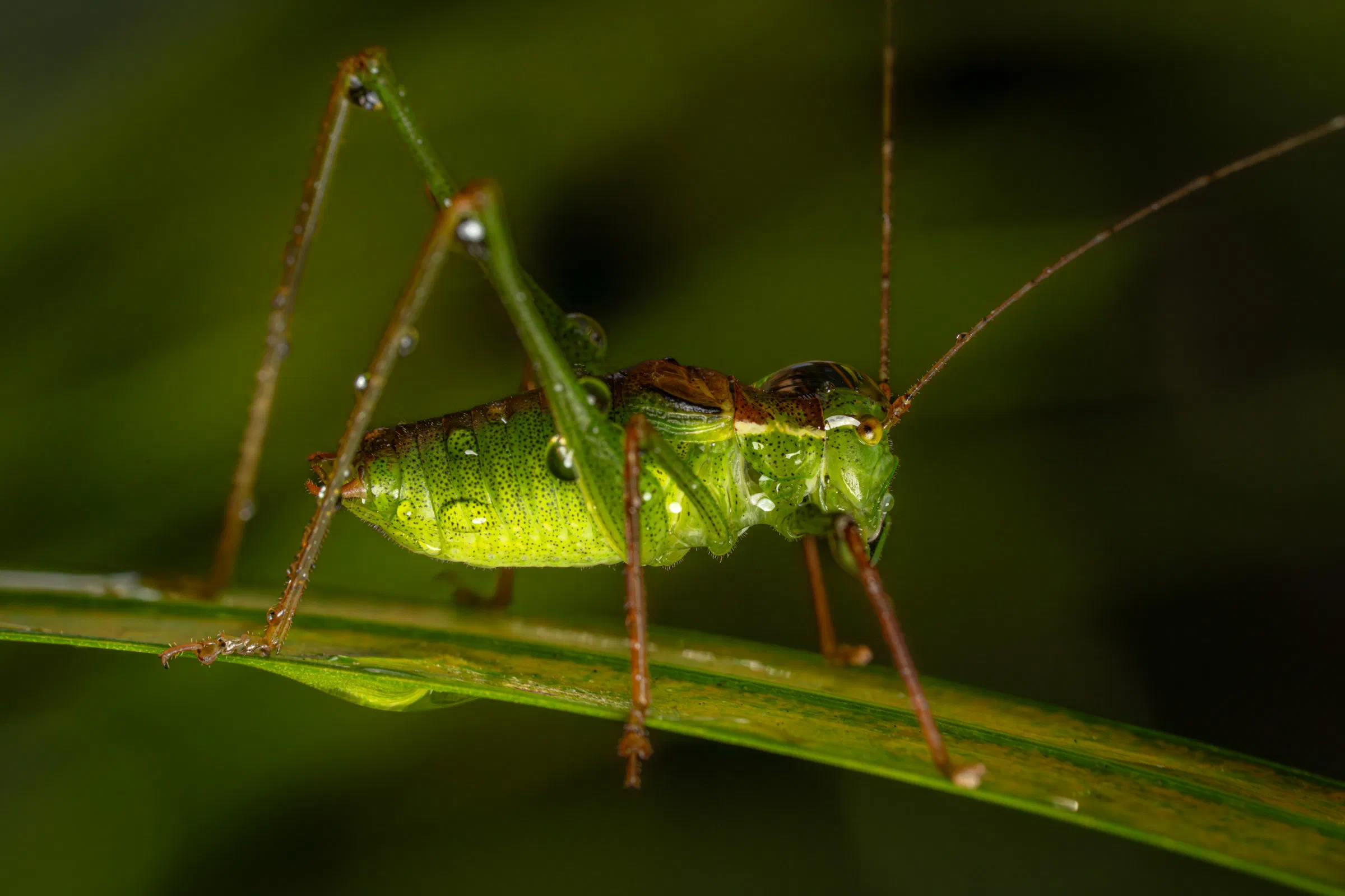 Leptophye ponctuée