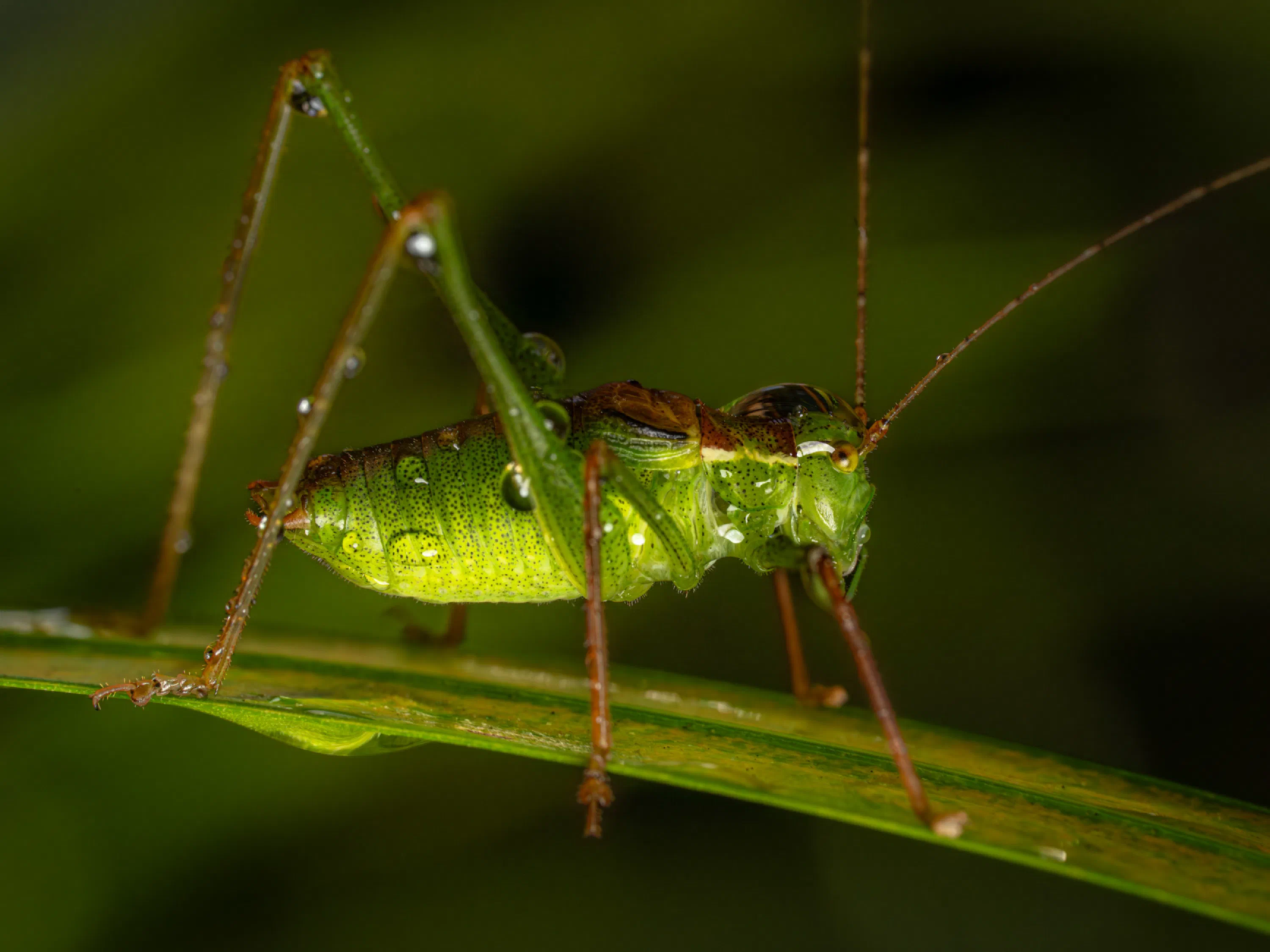 Saltamontes Verde punteado