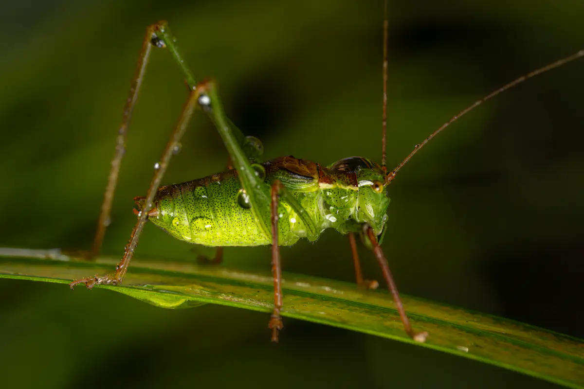 Speckled Bush-cricket