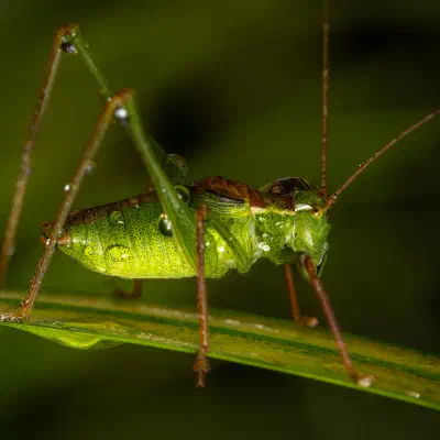 Speckled Bush-cricket