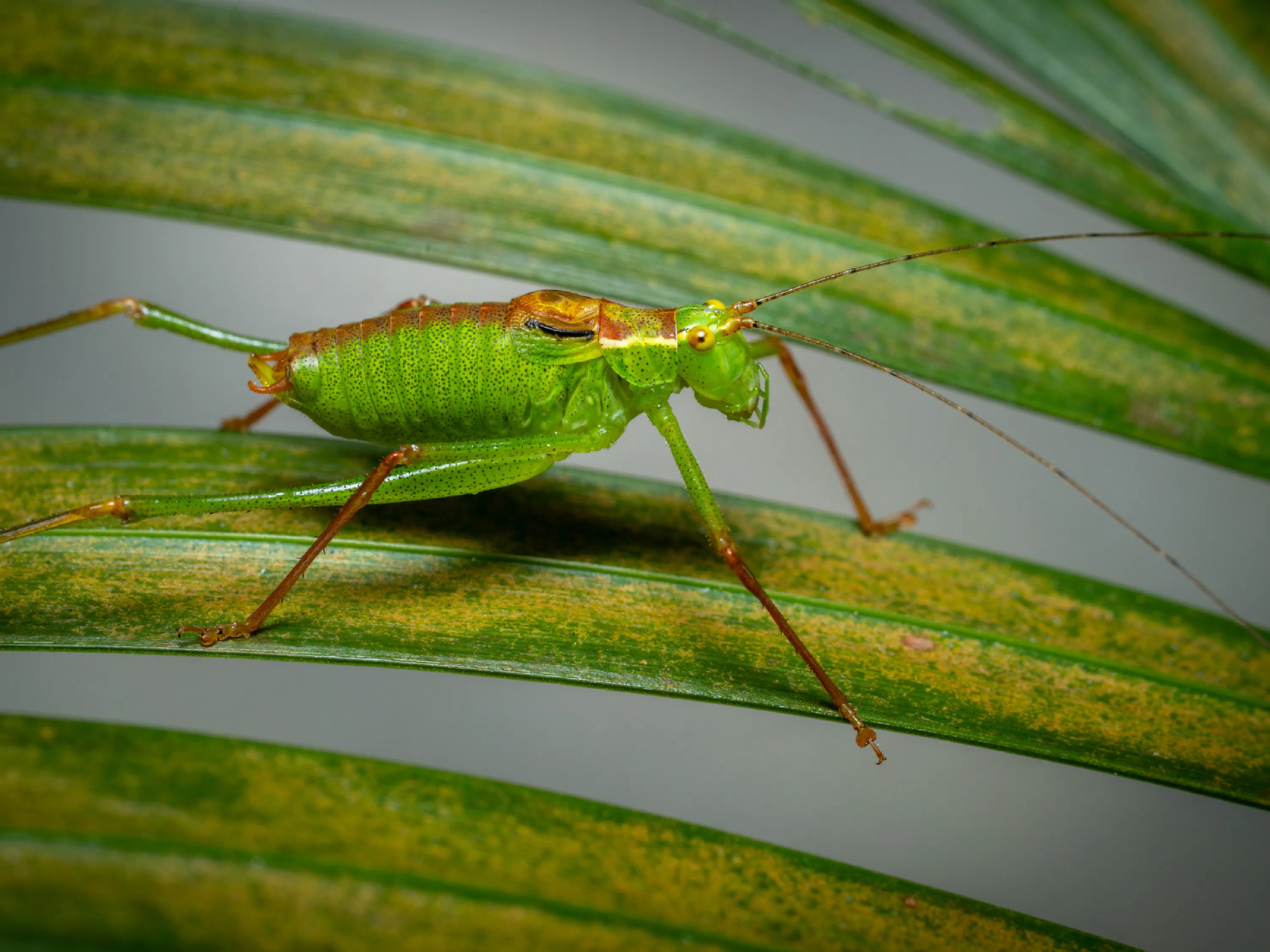 Saltamontes Verde punteado