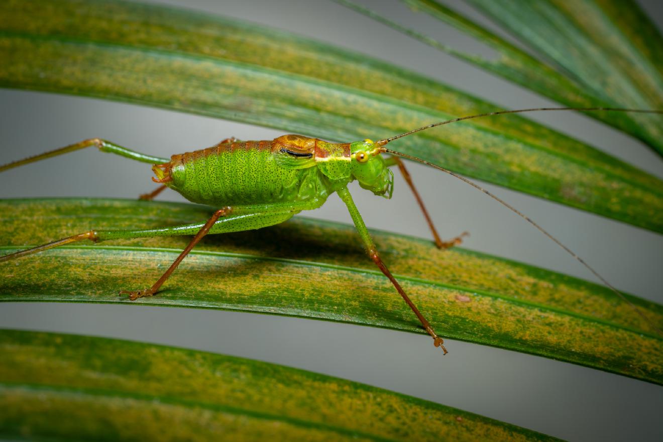 Speckled Bush-cricket – No. 5