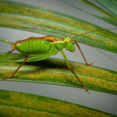 Speckled Bush-cricket