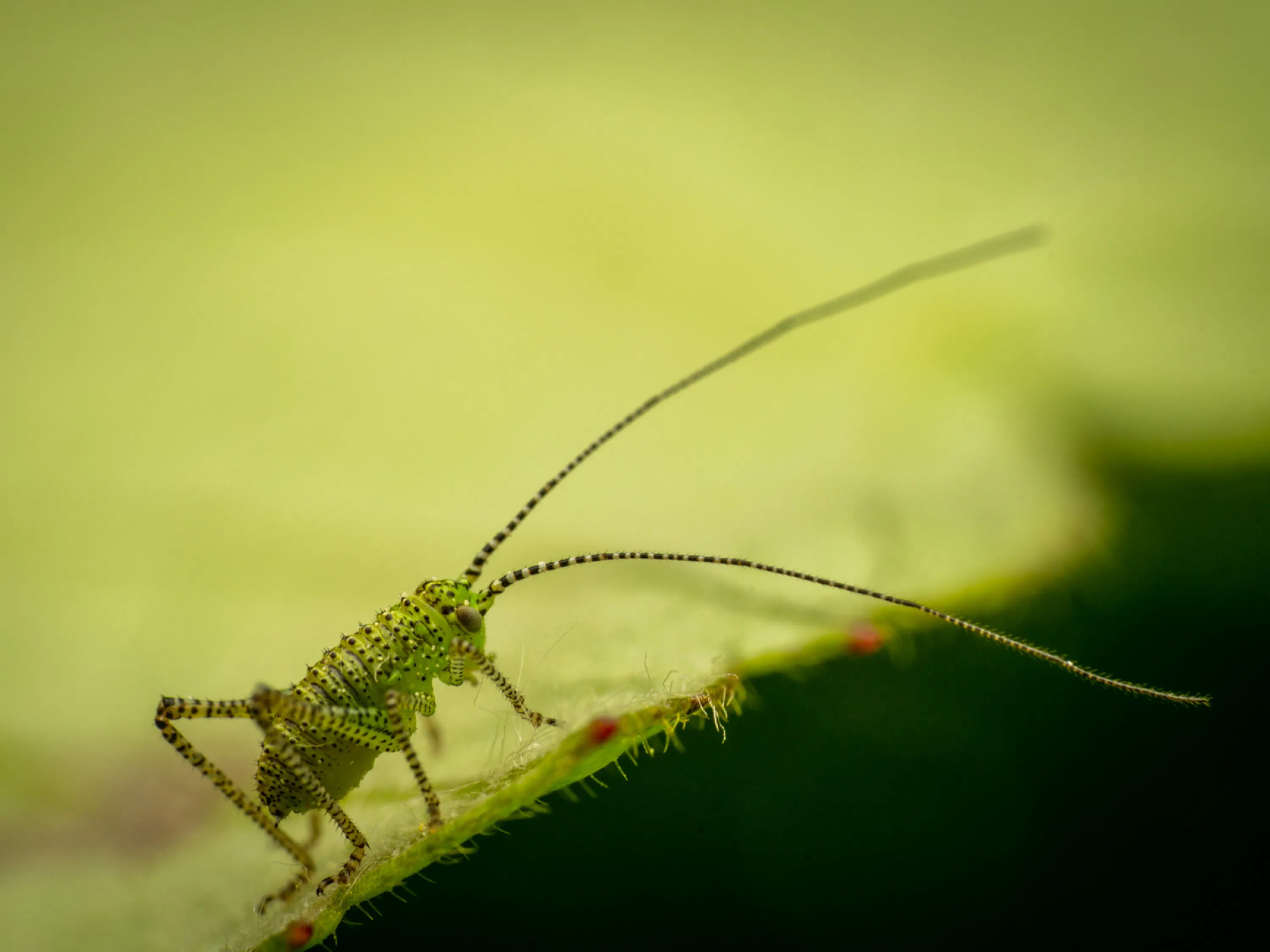Saltamontes Verde punteado