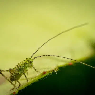 Speckled Bush-cricket
