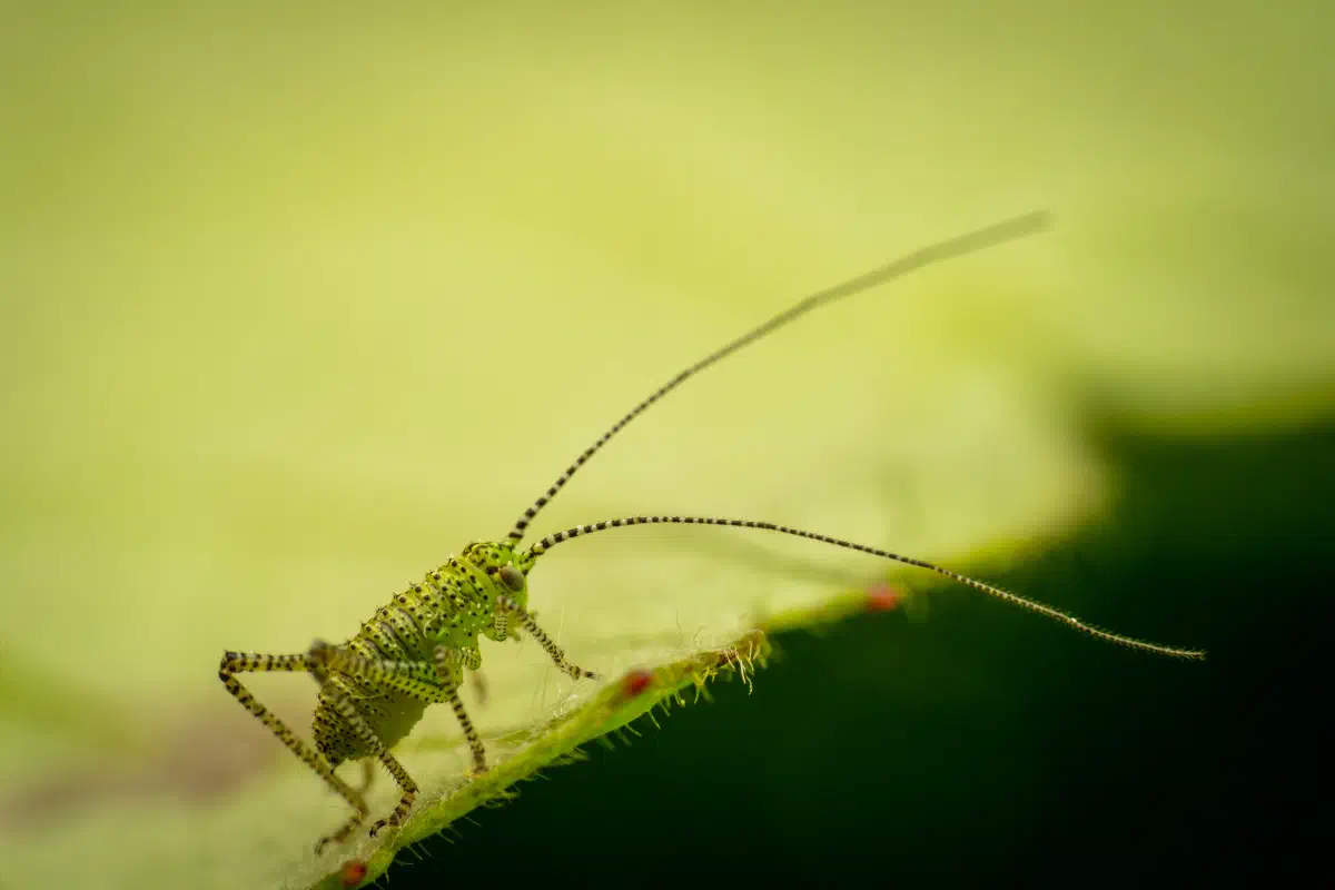 Saltamontes Verde punteado