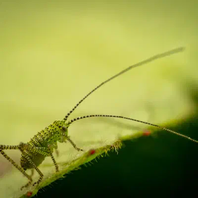 Saltamontes Verde punteado
