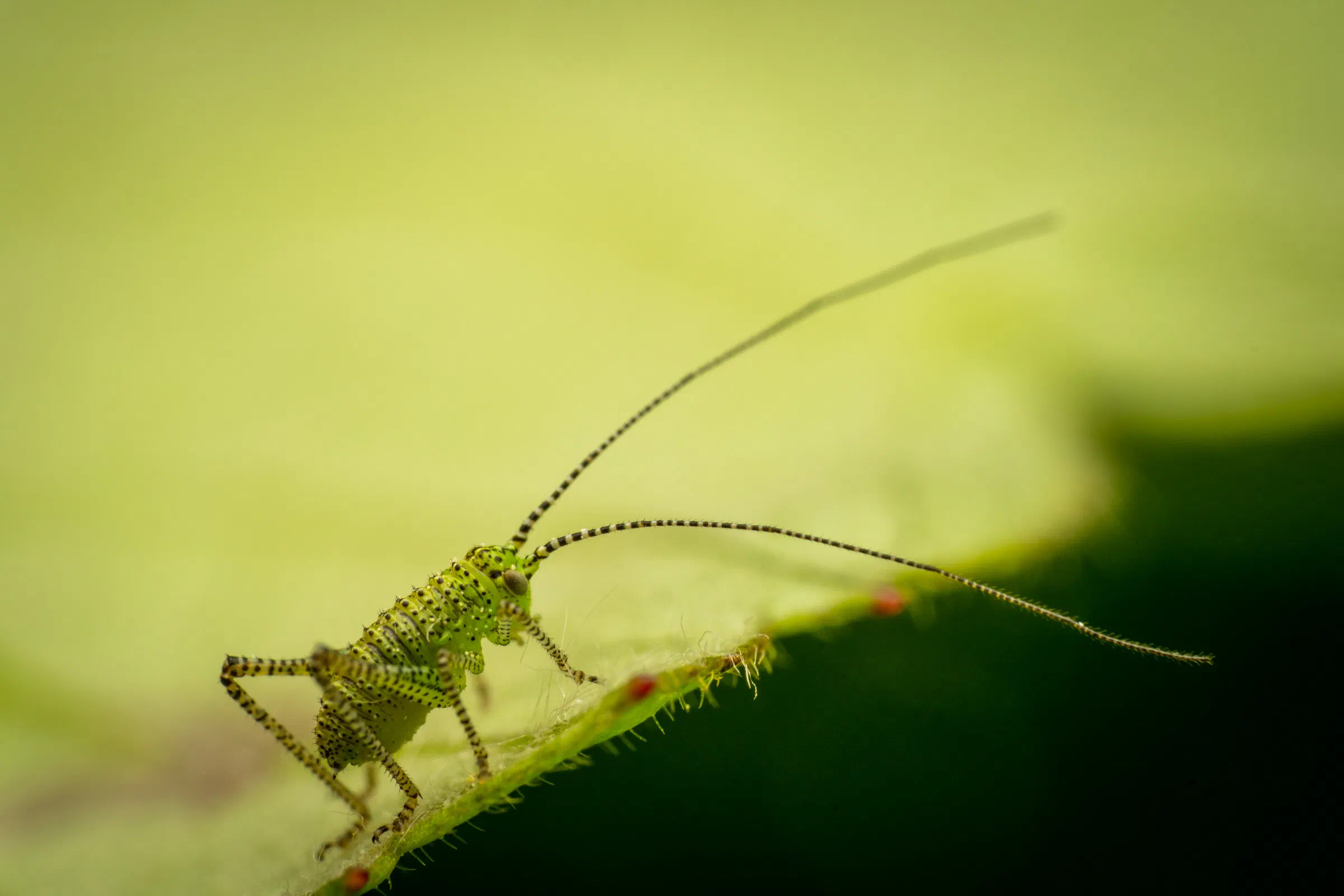 Leptophye ponctuée