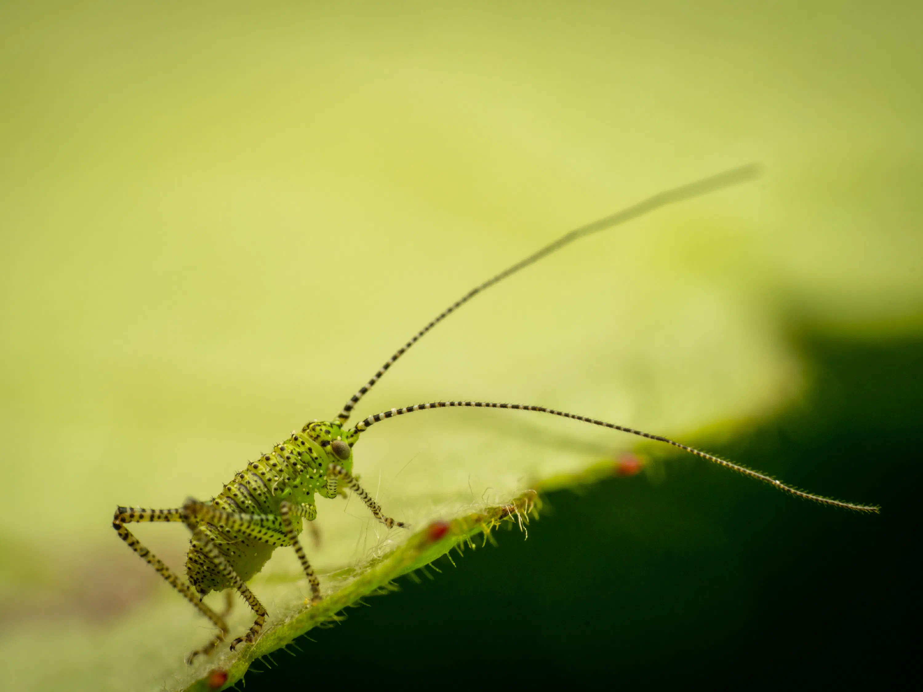 Saltamontes Verde punteado