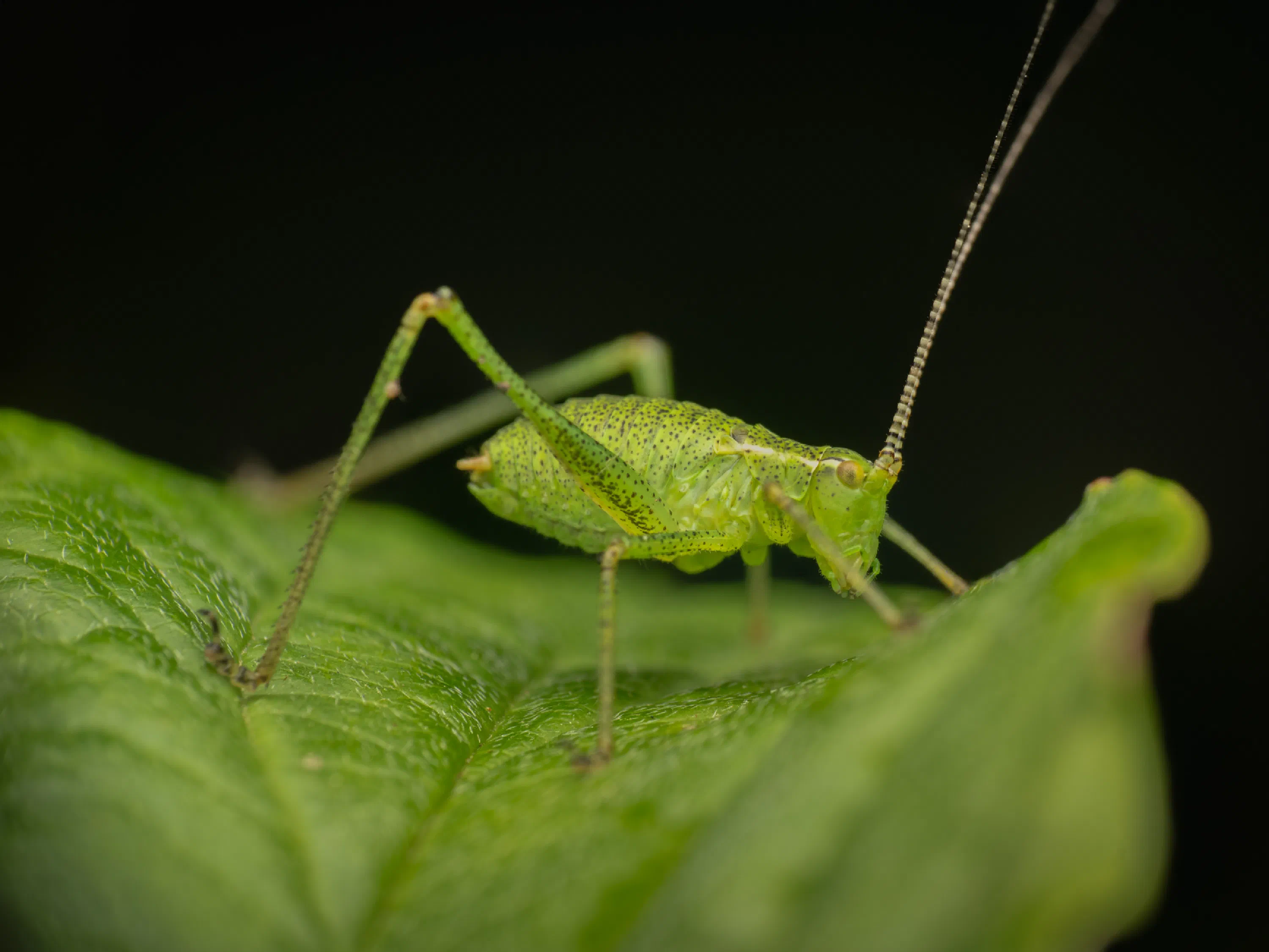 Saltamontes Verde punteado