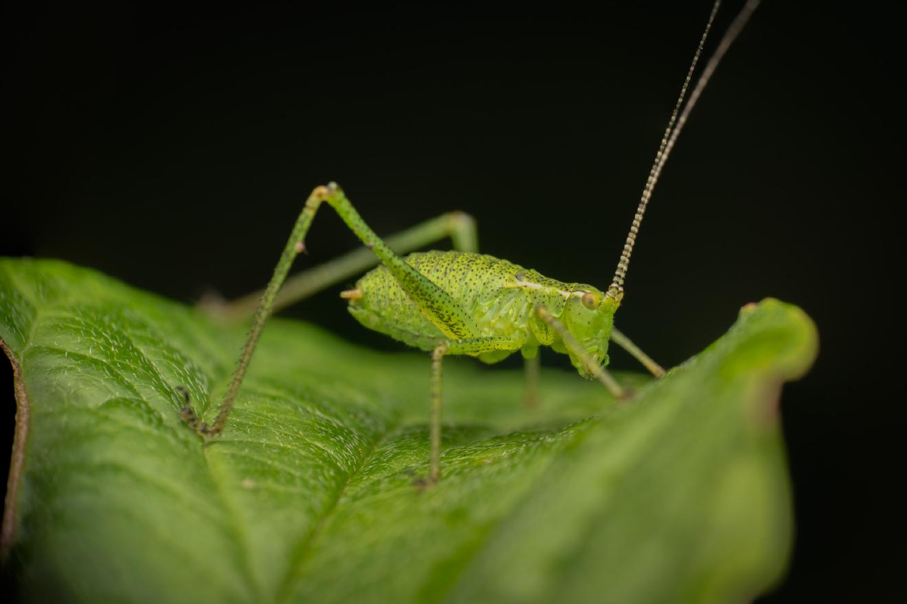 Speckled Bush-cricket – No. 7