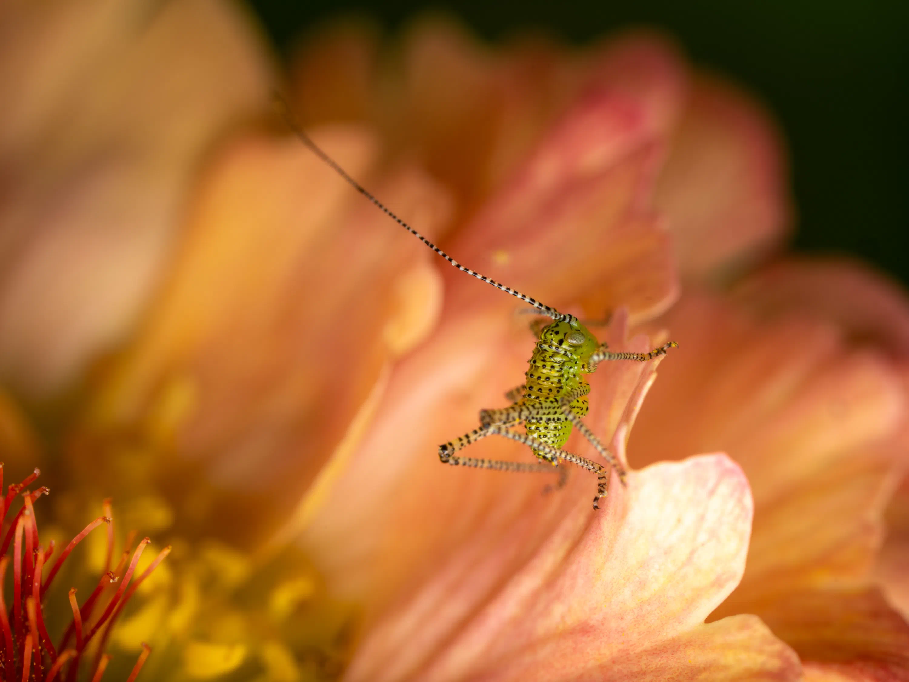 Saltamontes Verde punteado