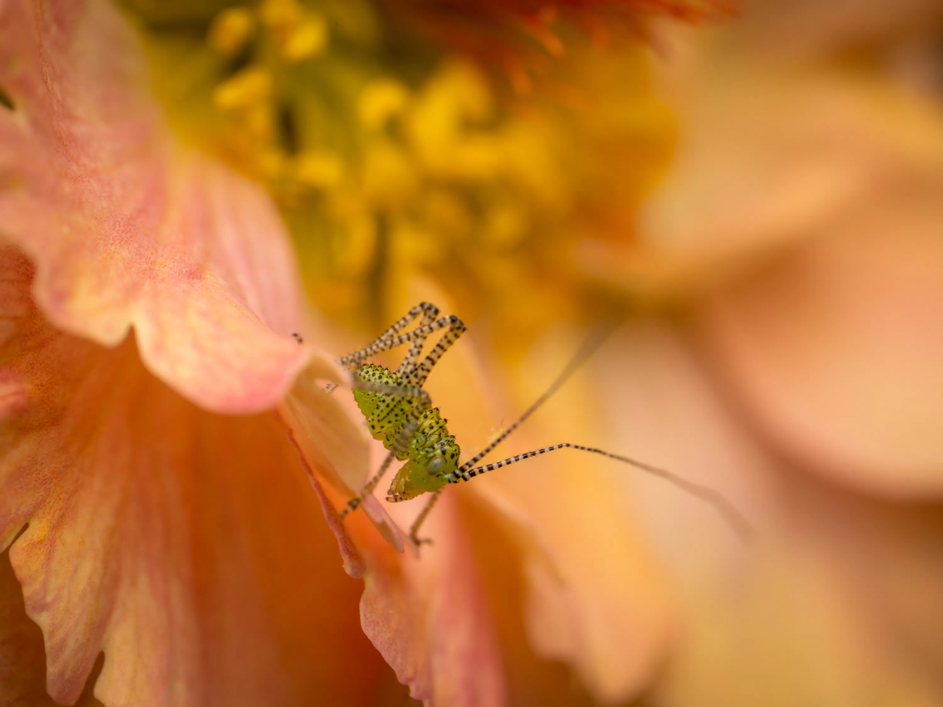 Saltamontes Verde punteado