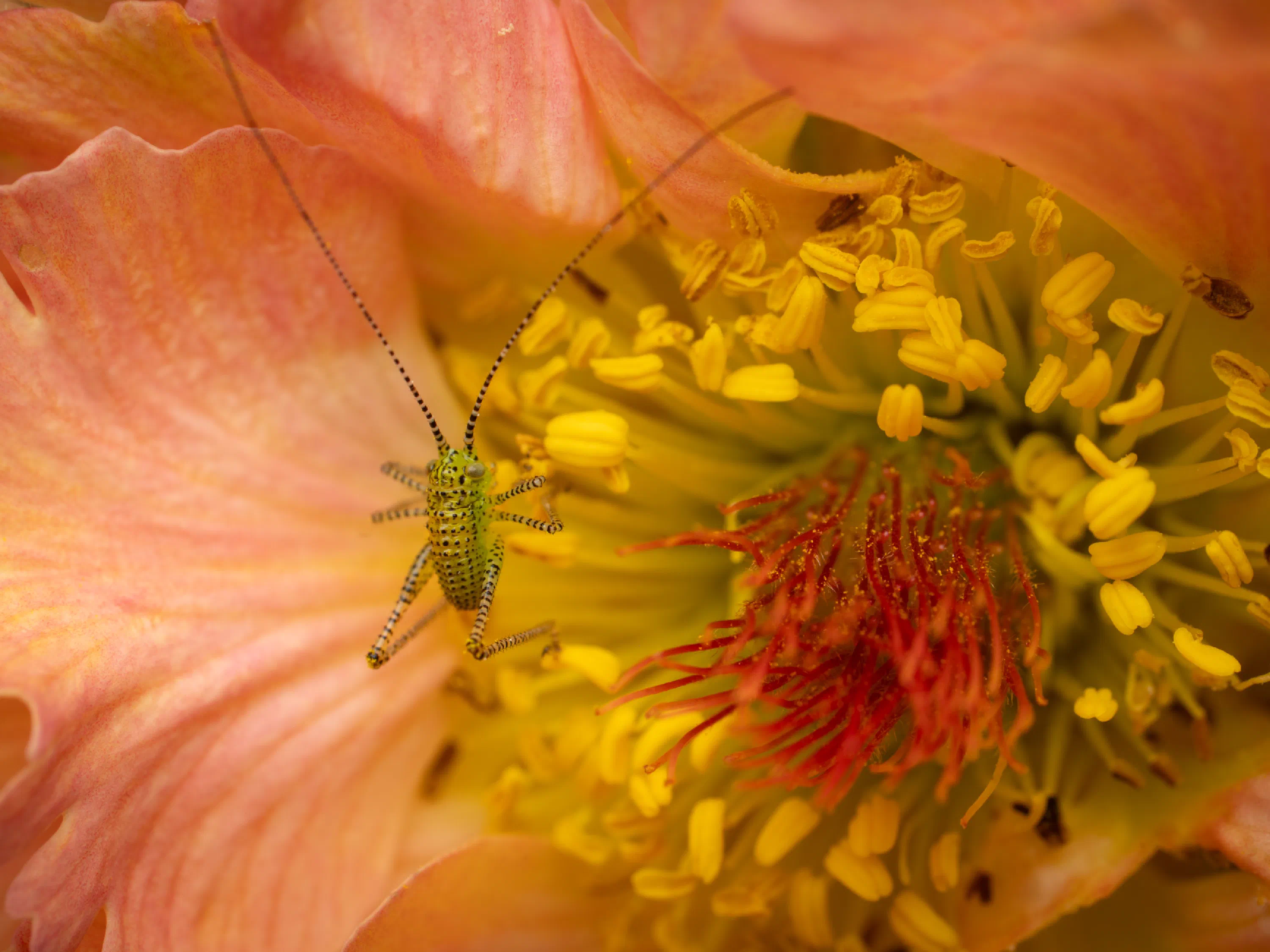 Saltamontes Verde punteado