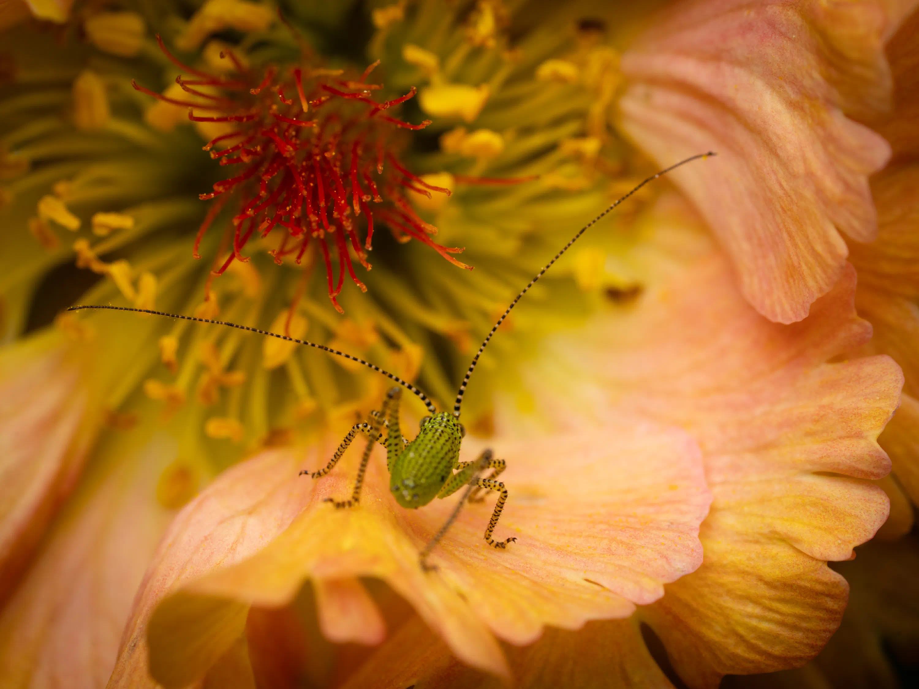 Saltamontes Verde punteado