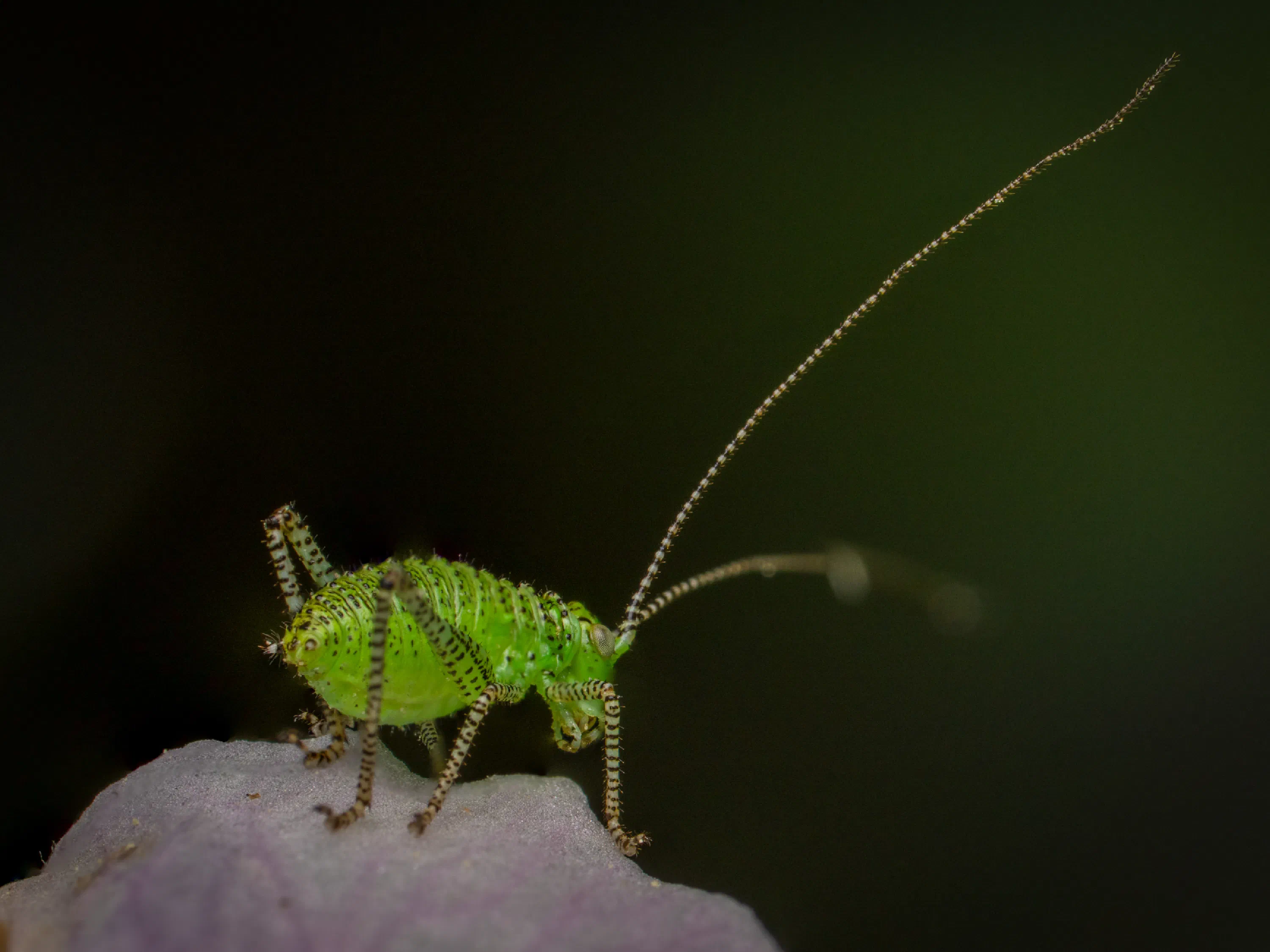 Saltamontes Verde punteado