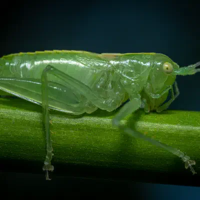 Meconema meridionale