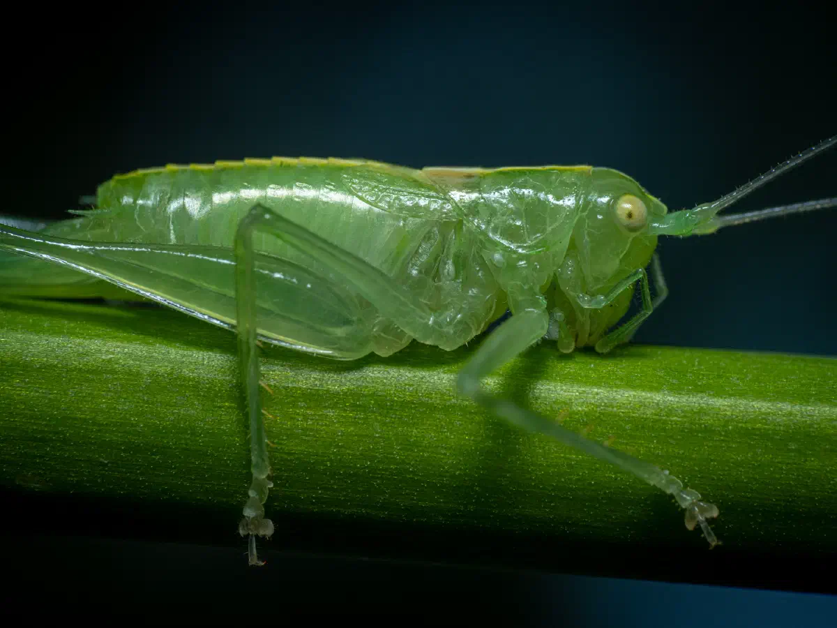 Meconema meridionale