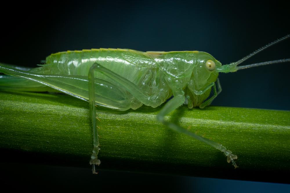March 5, 2024 – Issue No. 200
– Issue No. 200: “Southern Oak Bush-cricket“ Southern Oak Bush-cricket
