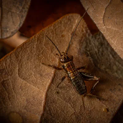 Wood Cricket