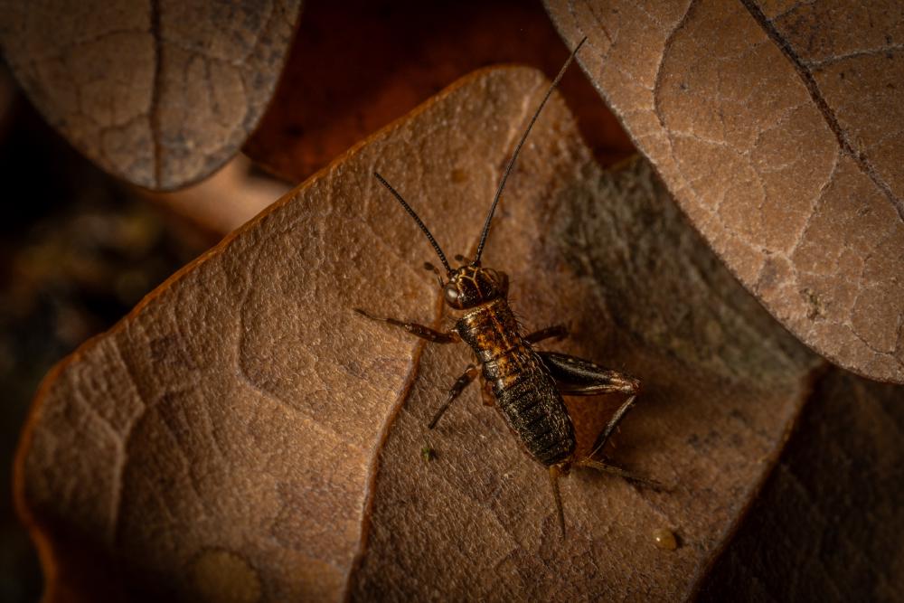 July 14, 2024 – Issue No. 331
– Issue No. 331: “Wood Cricket“ Wood Cricket