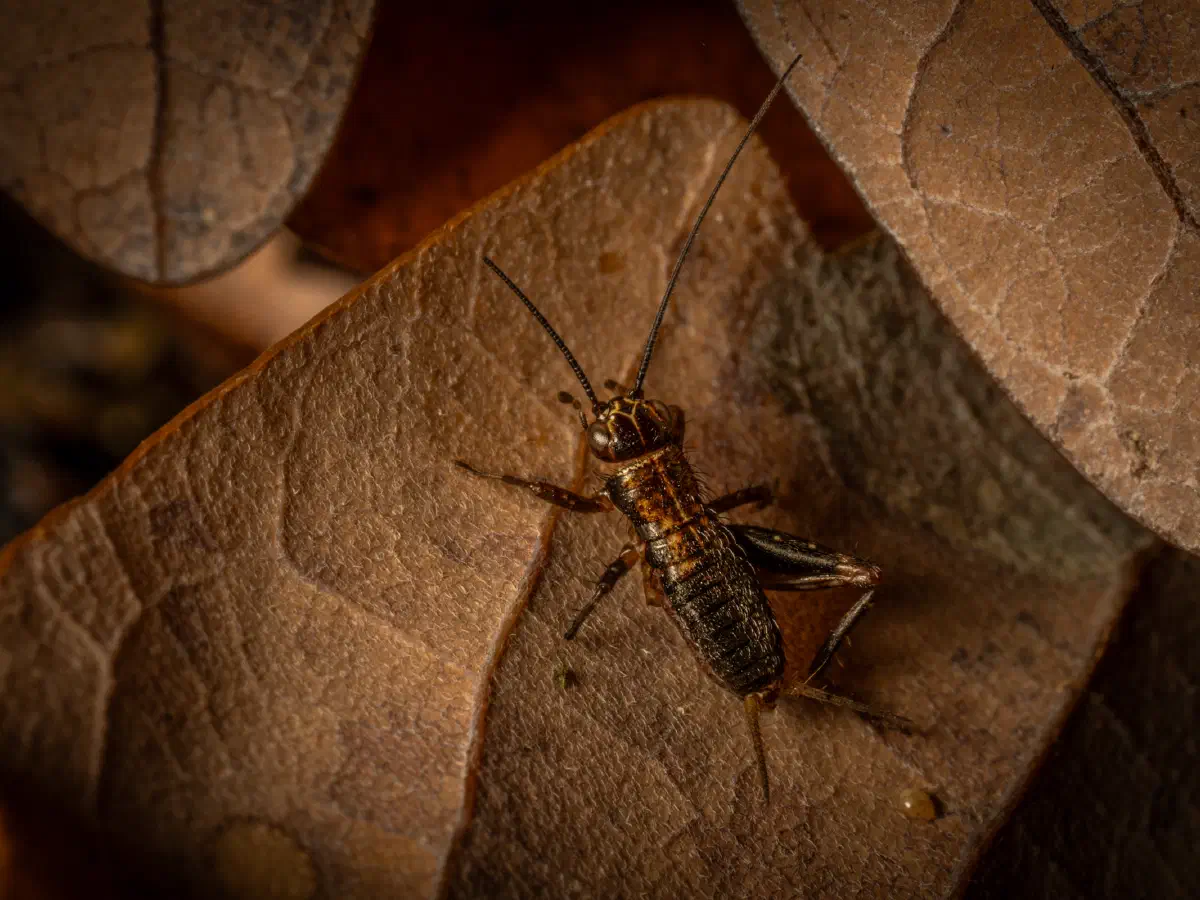 Wood Cricket