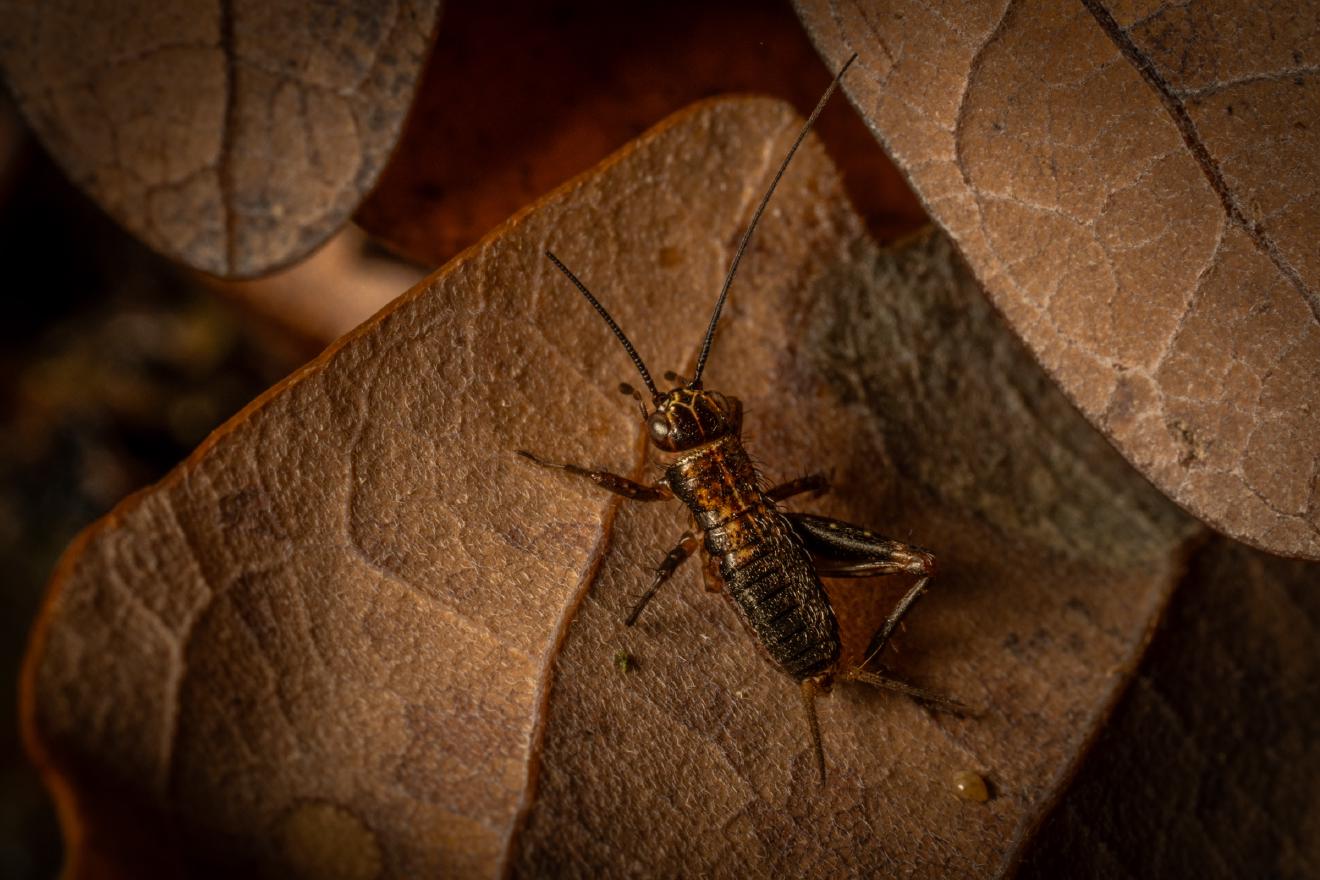 Wood Cricket – No. 1