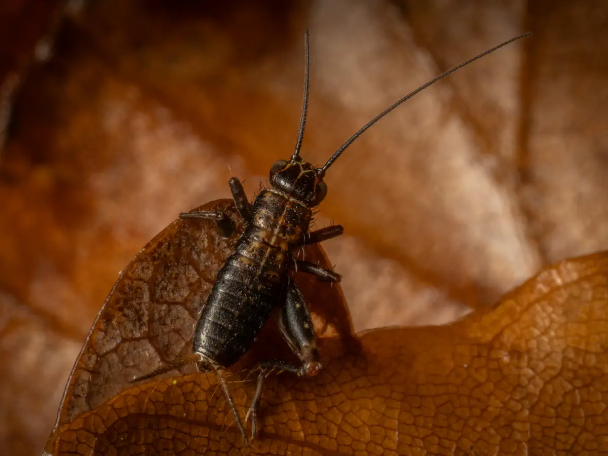 Wood Cricket
