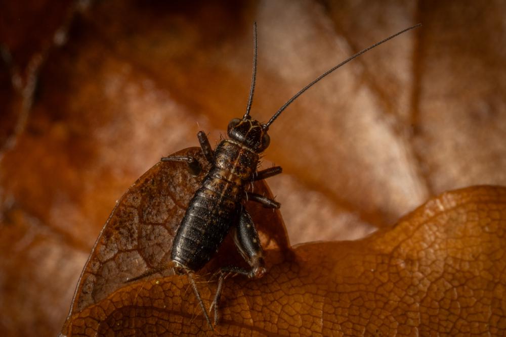 July 5, 2024 – Issue No. 322
– Issue No. 322: “Wood Cricket“ Wood Cricket