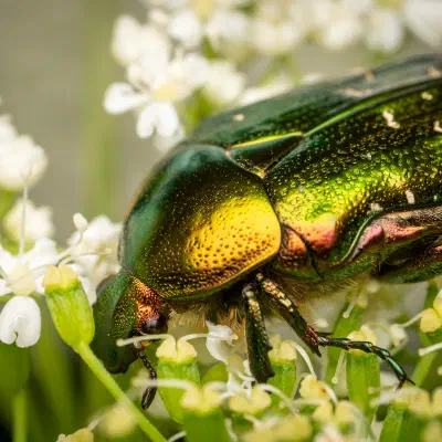 Blatthornkäfer