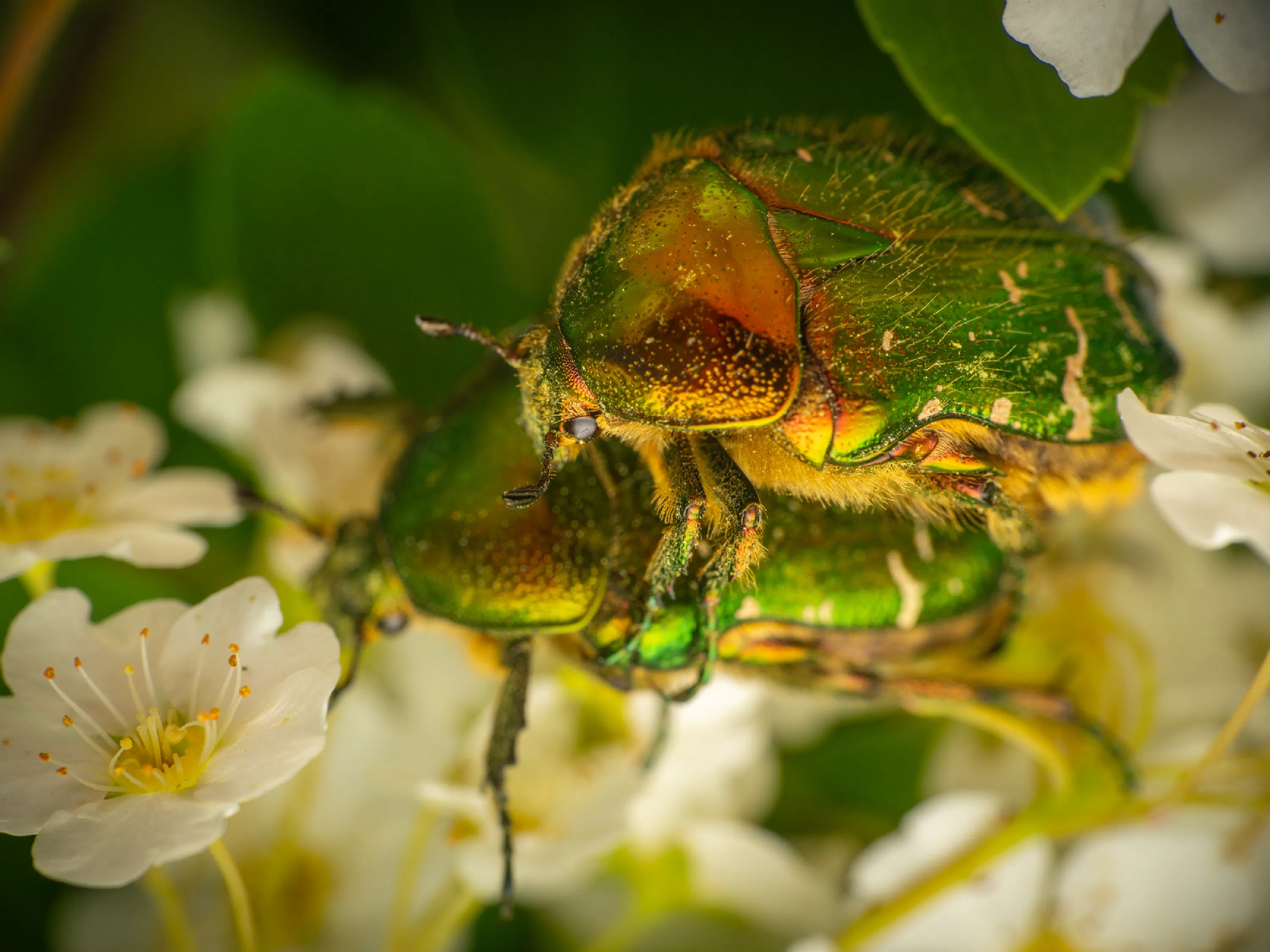 Cetonia aurata