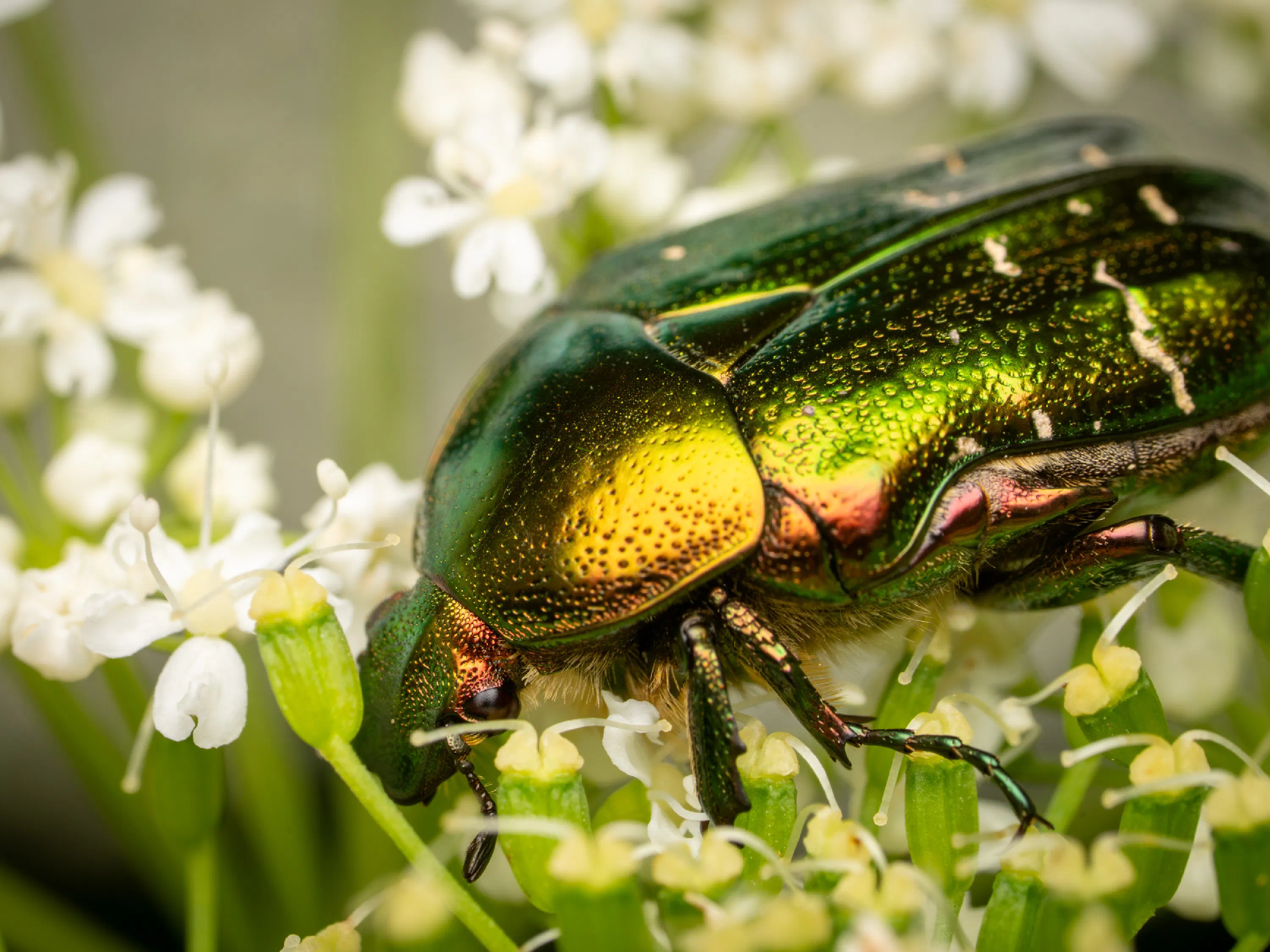 Cetonia aurata