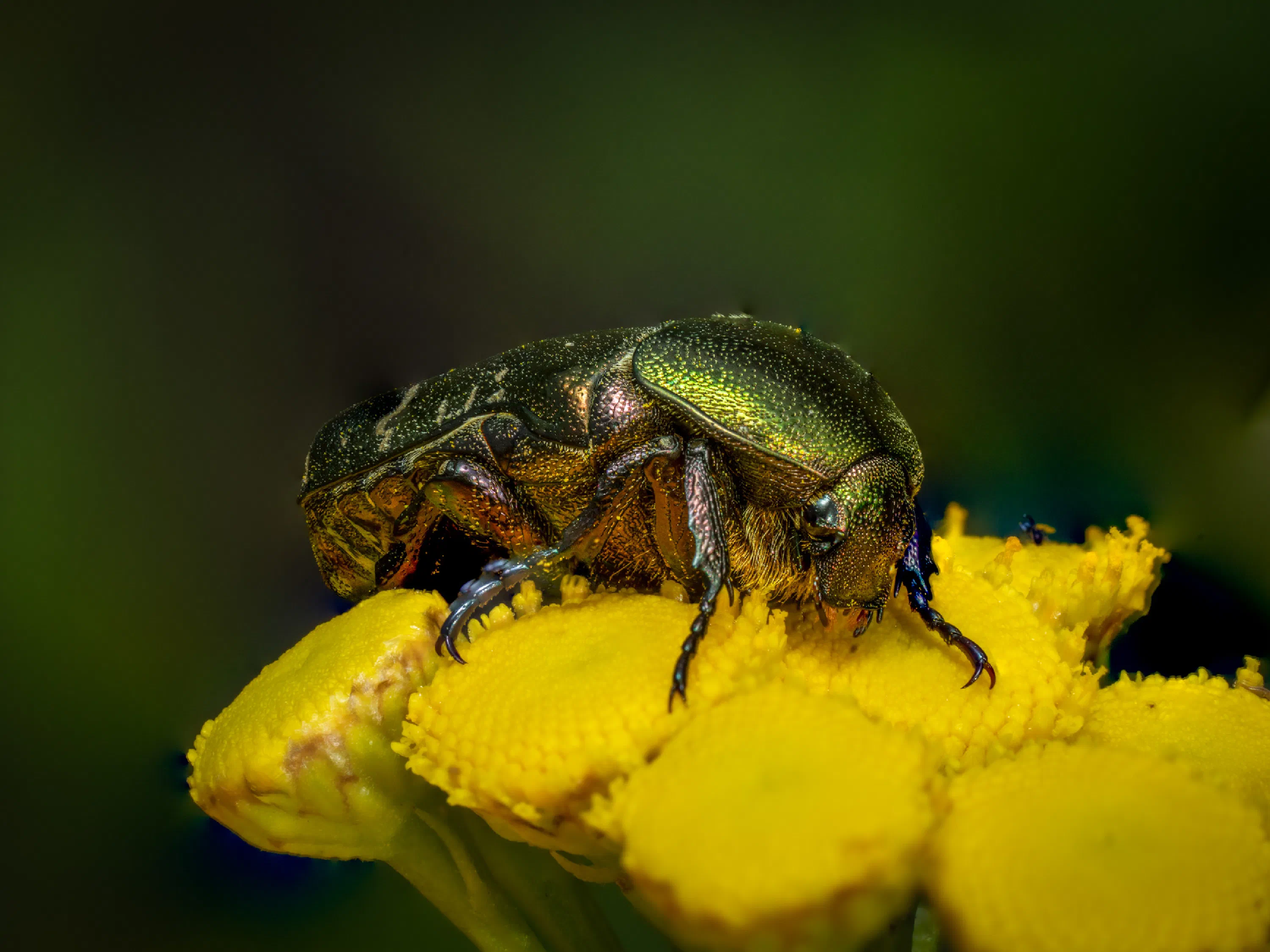 Cetonia aurata