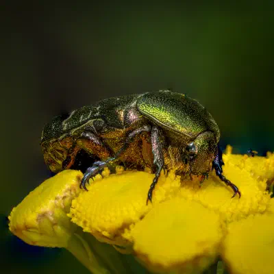 Cetonia aurata