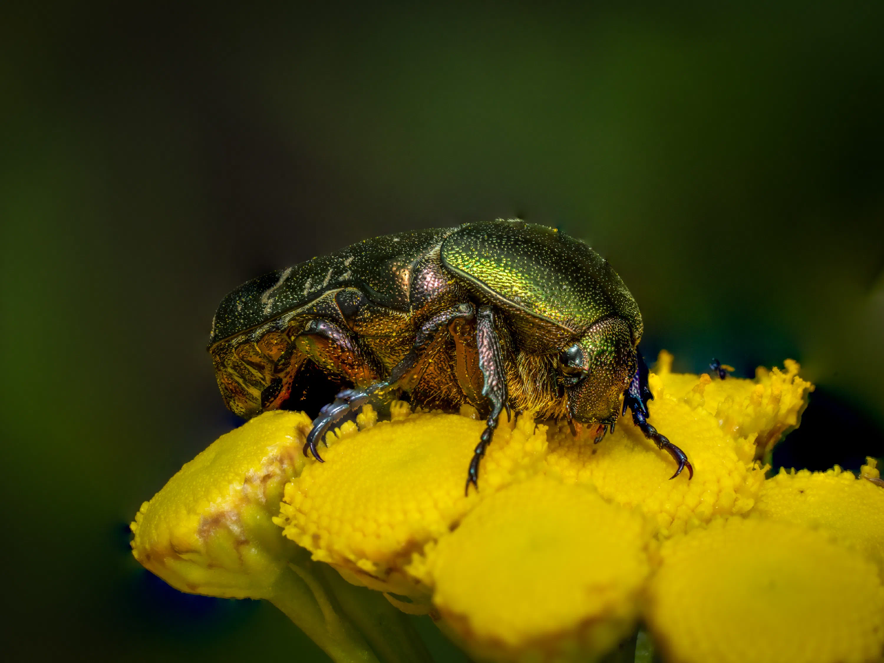 Cetonia aurata